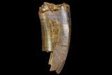 Serrated, Partial Tyrannosaur Tooth - Montana #111007-1
